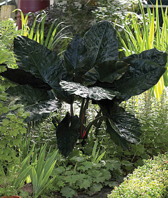 Elephant Ear, Black
